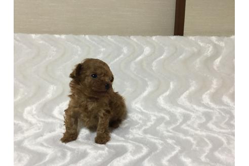 成約済の福岡県のトイプードル-17405の1枚目
